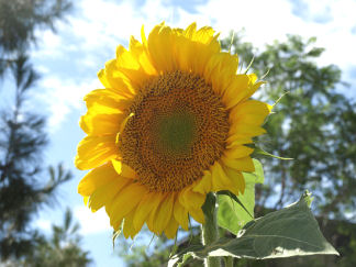 My Sunflower Photo