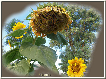 Sunflower with Seed