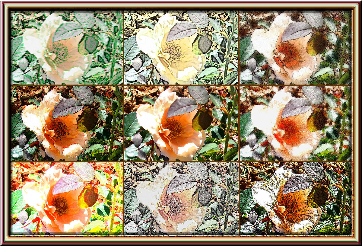 Rose Effects Montage