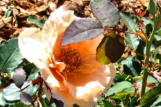 My Rose Blossom