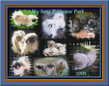 composite picture of my Pekingese kennel