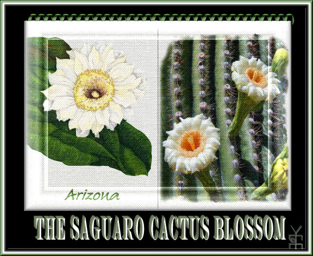 Saguaro Cactus Blossom graphic