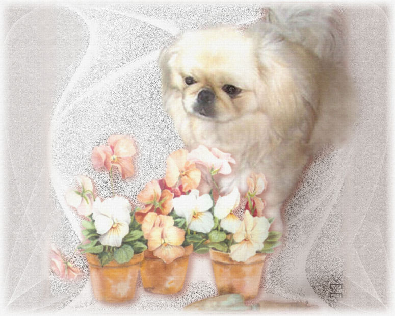 Daisy with pansies pet portrait